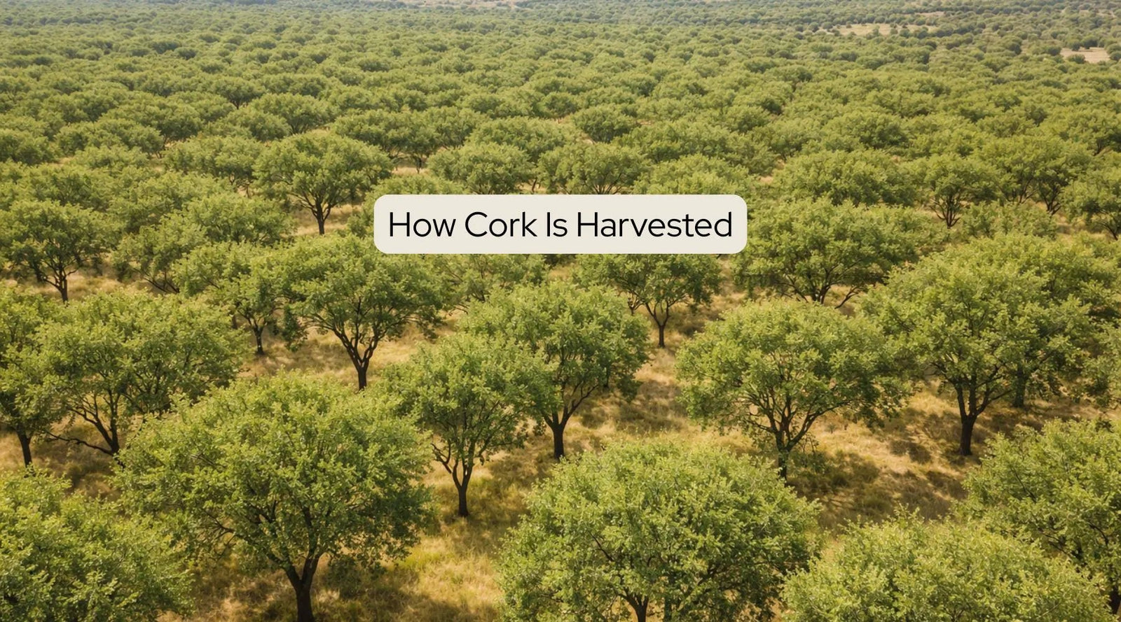 Ariel illustration of cork forest with text that says "How Cork Is Harvested"